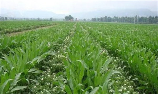 大蒜、玉米套種栽培技術(shù)要點(diǎn)