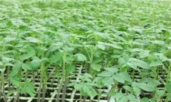 番茄怎樣育苗？番茄育苗技術(shù)操作要點(diǎn)