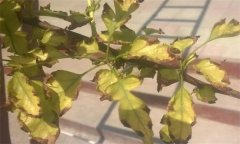 山楂缺鐵的癥狀、產(chǎn)生因素與補(bǔ)救措施