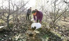 果樹配方施肥應(yīng)注意哪些問題？