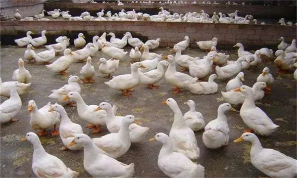 產蛋鴨產蛋早期、中期與后期飼養(yǎng)管理