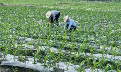 什么叫復種 復種的作用、類型、必要條件與方式