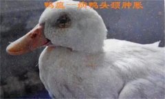 鴨瘟癥狀表現(xiàn)主要有哪些，鴨瘟如何預防與防控