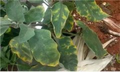 茄子缺鎂的癥狀與表現(xiàn) 茄子缺鎂怎么辦？
