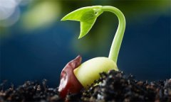 種子萌發(fā)需要哪三個(gè)外界要素條件？
