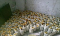 什么是靈芝瓶栽法？瓶栽靈芝怎樣進(jìn)行管理？