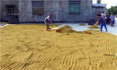 水稻種植前為什么要曬種、選種、浸種和催芽