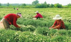 菊花的采收時間、采收方法與加工與貯藏問題