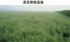 黃芪產(chǎn)地在哪里？黃芪生態(tài)習(xí)性簡介