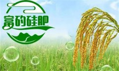 硅肥對(duì)發(fā)展優(yōu)質(zhì)水稻生產(chǎn)有哪些好處？