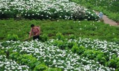 白勺田間管理方法與主要內(nèi)容有哪些？