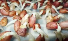 花生發(fā)芽不能吃嗎？吃花生芽有什么好處？