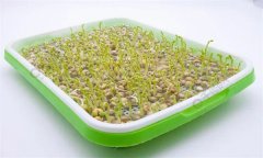 培育豌豆芽苗菜的水為什么會變綠？