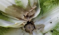 大白菜病蟲害的防治及預(yù)防 、治療方法