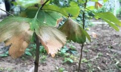 銀杏葉斑病的發(fā)病癥狀、發(fā)病規(guī)律與防治方法