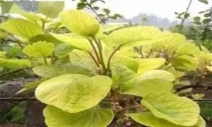 獼猴桃葉子發(fā)黃怎么辦？