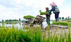 機(jī)插秧起秧、運(yùn)秧、添秧的要求 怎樣防止漂秧？