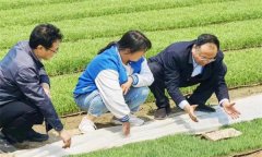 如何處理擱田與治蟲的關系，怎樣保護稻田蜘蛛