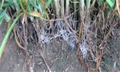 怎樣防治韭菜白絹?。? /></a>
            <a href=