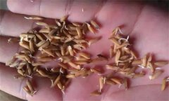 為什么會出現(xiàn)水稻爛種、爛芽、爛秧和死苗現(xiàn)象