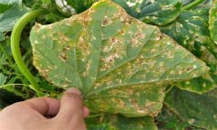 黃瓜細(xì)菌性角斑病的癥狀、發(fā)生規(guī)律與防治方法