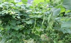 蕓豆的需肥特點(diǎn) 蕓豆施肥需要注意哪些問題？