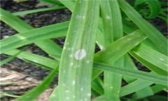 韭菜灰霉病的表現(xiàn)癥狀、發(fā)病規(guī)律與防治方法