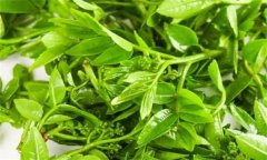 花椒芽苗菜假植生產(chǎn)技術(shù)要點有哪些？