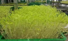 花椒芽苗菜如何進行工廠化生產(chǎn)？