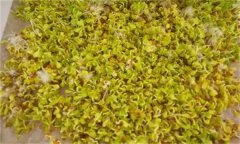 白菜芽苗菜如何進行立體無土栽培？