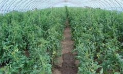 冬春茬番茄晚吊蔓有哪些好處 需注意哪些問題？