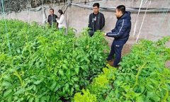 深冬期套種番茄應(yīng)注意什么問題？
