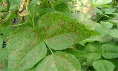 如何防治菜豆炭疽病，其病原菌是什么？