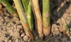 蘆筍莖枯病是什么病菌，其流行規(guī)律是什么？