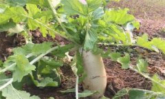 怎樣栽培冬蘿卜？冬蘿卜種植時間和方法