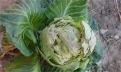 甘藍裂球是怎么回事？是什么原因引起的？