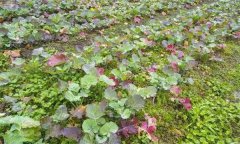 油菜秧苗葉片變紅是什么原因造成的？