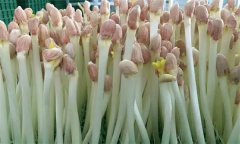 花生芽苗菜生產(chǎn)培育技術(shù)要點有哪些？