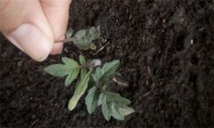 茄子僵果、裂口、落花落果的原因及解決辦法