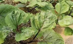 茄子缺素癥狀診斷及防治、矯正方法