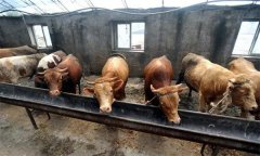 肉牛育肥對水質的要求 怎樣提高肉牛的采食量？
