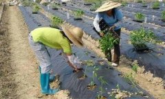 辣椒施用沖施肥有什么優(yōu)點 需要注意哪些問題？