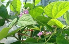 低溫時(shí)期蕓豆如何?；ūＧv?