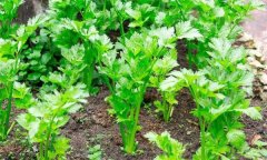 如何秋延遲生產(chǎn)香芹？