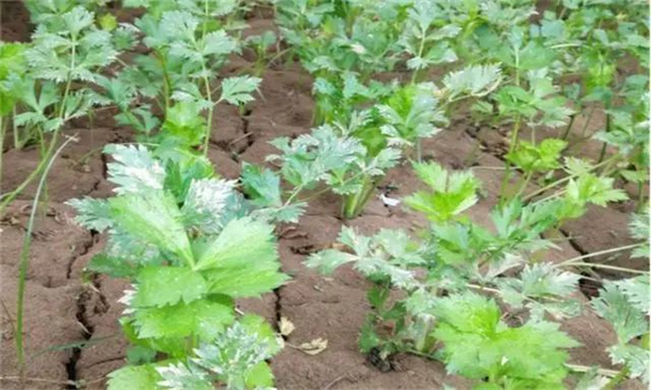 夏芹菜怎樣管理才能高產