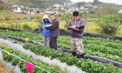 從外地引種草莓應(yīng)注意哪問題？