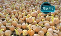 豌豆芽一播三收生產(chǎn)技術(shù)要點(diǎn)有哪些？