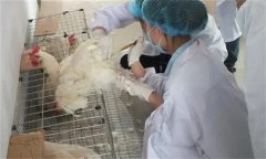 雞人工授精技術(shù)的優(yōu)越性有哪些？