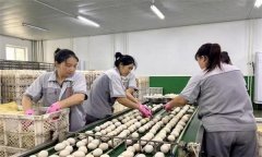 孵化用的種蛋為何要進行預(yù)溫？