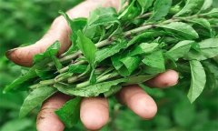如何生產(chǎn)栽培番杏芽苗菜？